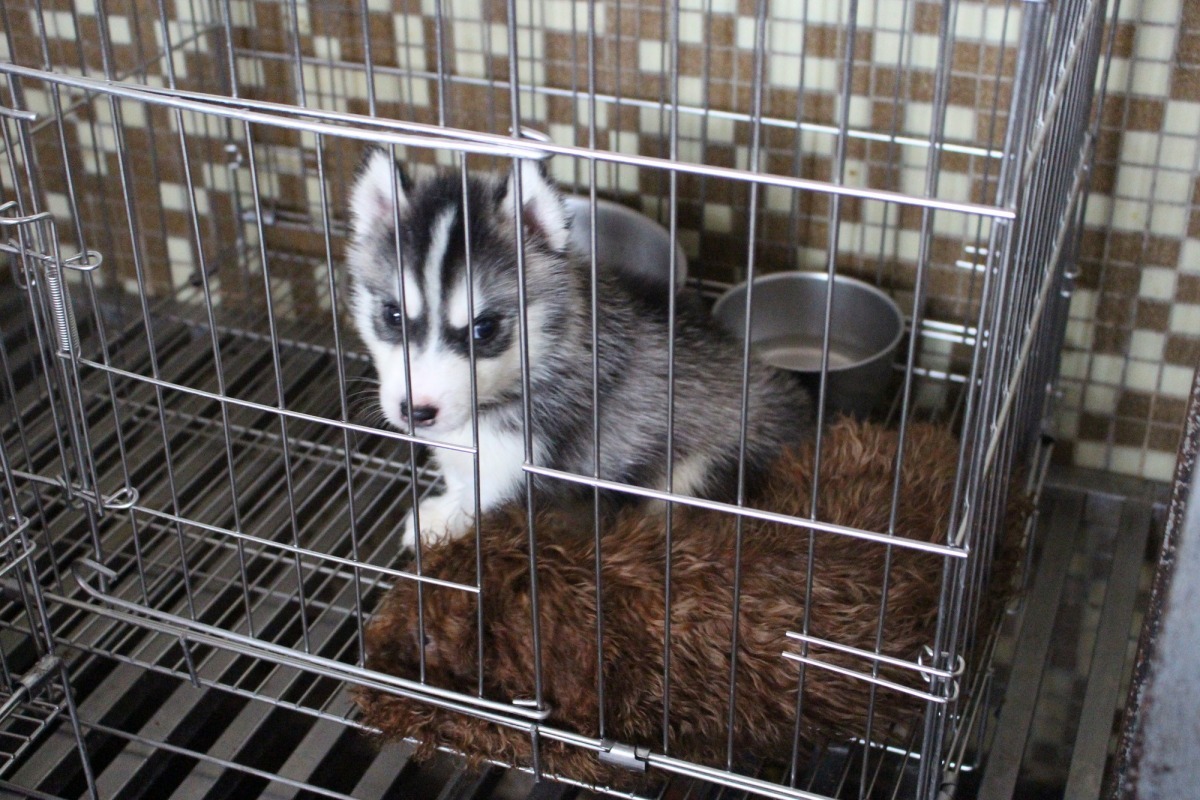 新北市日前破獲不法繁殖買賣業者,沒入200多隻品種幼犬,民眾搶認養的電話一時間不斷湧入。 李娉婷/攝