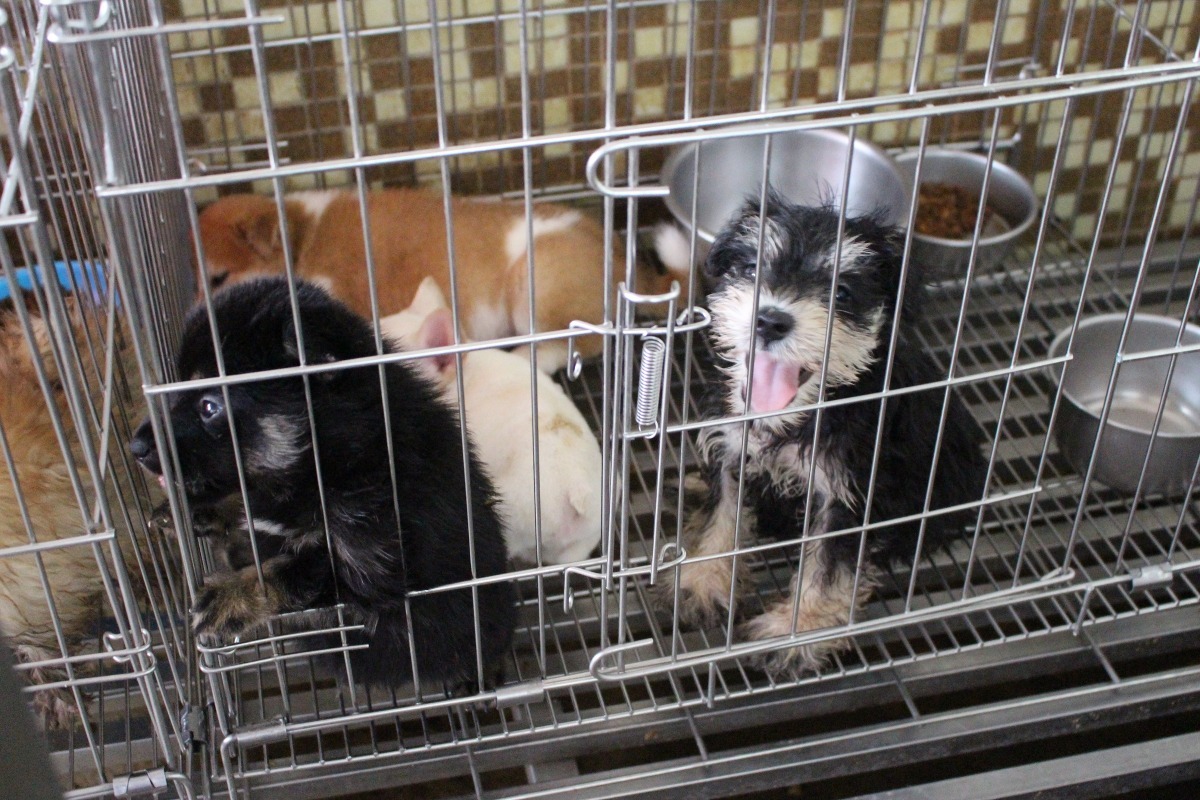 月前新北市動保處沒入200多隻品種幼犬，新聞一出，民眾詢問領養的電話讓動保處接到手軟。　李娉婷/攝