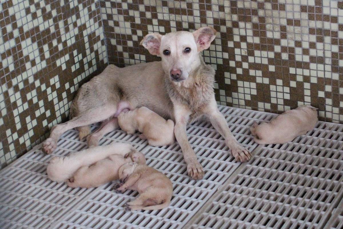 公立收容所送養之幼犬，滿2個月齡即可注射晶片、進行寵物登記。　李娉婷/攝