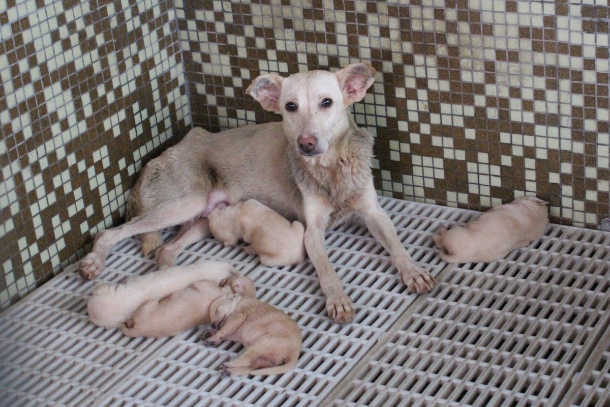 對於部分動保團體認為應該將絕育經費全數用在流浪犬貓的意見，農委會抱持著「只要能接觸到的犬貓就絕育」態度，暫時不限制絕育補助的品種，但地方施行時仍以偏鄉絕育為重點補助對象。　台灣動物新聞網資料照（李娉婷/攝）