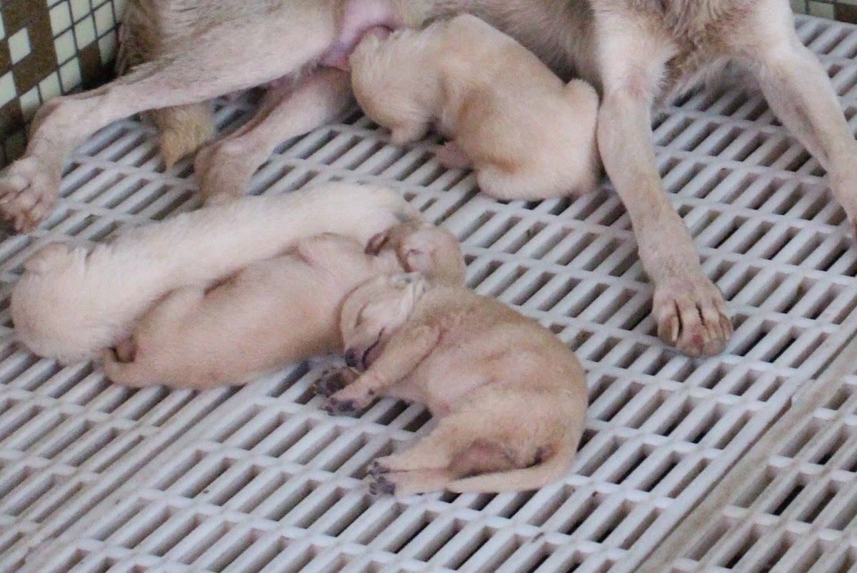 「畜牧技師」專長為動物的飼養管理，比起獸醫師，更熟知育種知識。　台灣動物新聞網資料照(李娉婷/攝)