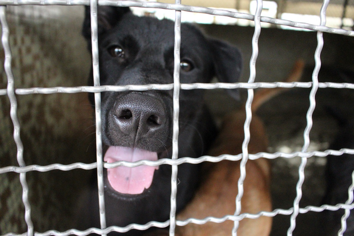 業者表示流浪狗多為米克斯犬，認為要求所有寵物犬絕育並非改善流浪動物問題的方法。　李娉婷/攝