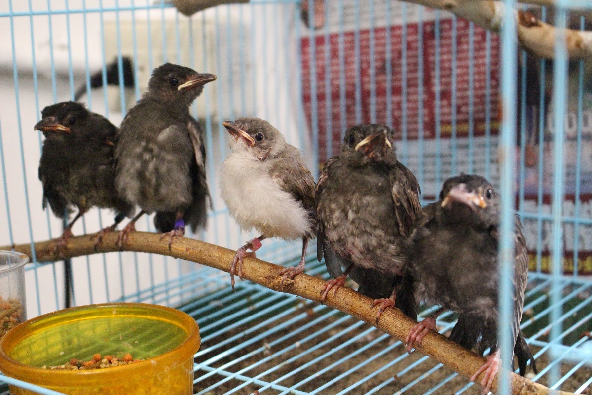 救傷中心的救傷資訊也能協助氣候變遷對鳥類的影響、禽流感等調查。　林欣慧/攝