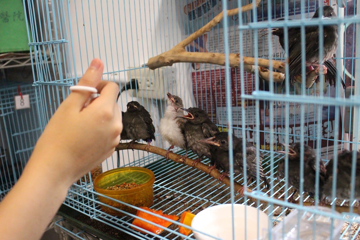 野鳥若有同伴在旁，照護會較為順利，對將來的野放也很有幫助。　林欣慧/攝