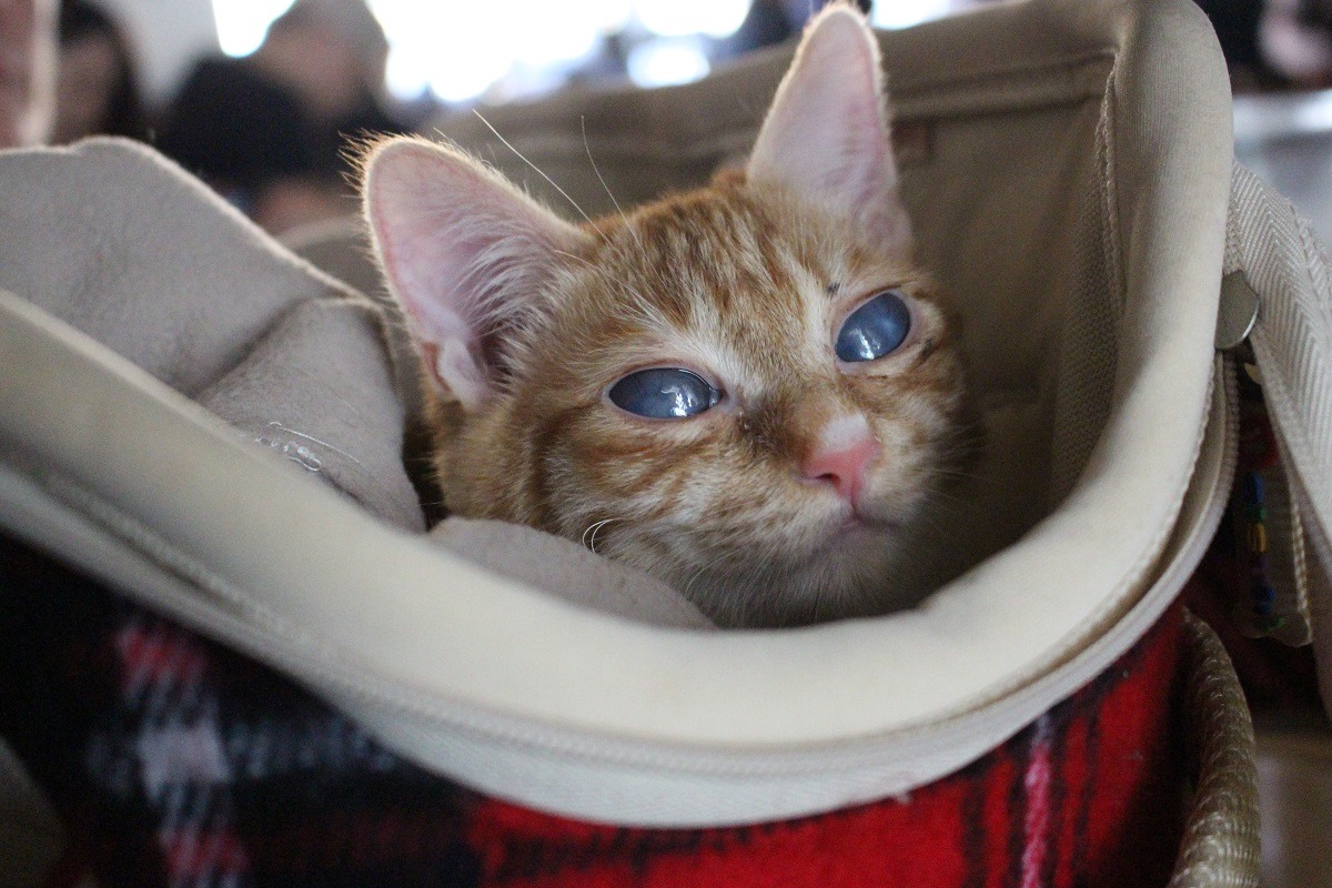 Petit roux（法文小橘子之意）在溫州社區某間公寓的地下室哀嚎了3天，卻沒有住戶願意幫牠，直到王老師循聲找到位置後，才順利將牠帶出，但眼睛已嚴重感染，將終生失明。　李娉婷/攝