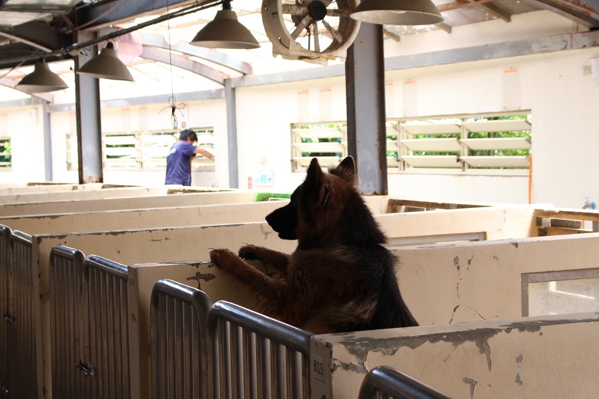 收容量增加後，是否有足夠的人力照顧動物也是問題。　台灣動物新聞網資料照(何宜/攝)