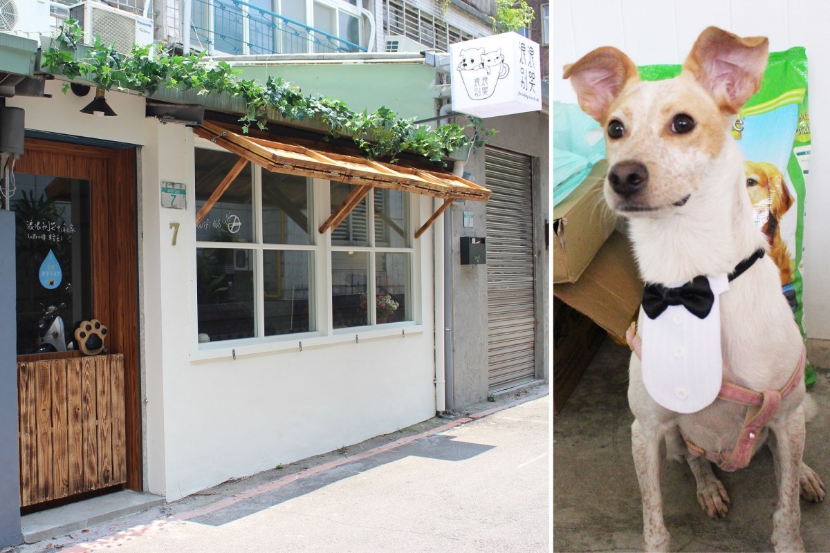 在小巷弄內的「浪浪別哭」未開幕就有廣大粉絲支持，圖右為第一隻中途的狗兒「班班」，3歲的班班來自三重一間收養10多隻浪浪的愛心洗車場，但班班個性溫和，會被其他狗兒欺負，因此需要重新找家。　李娉婷/攝