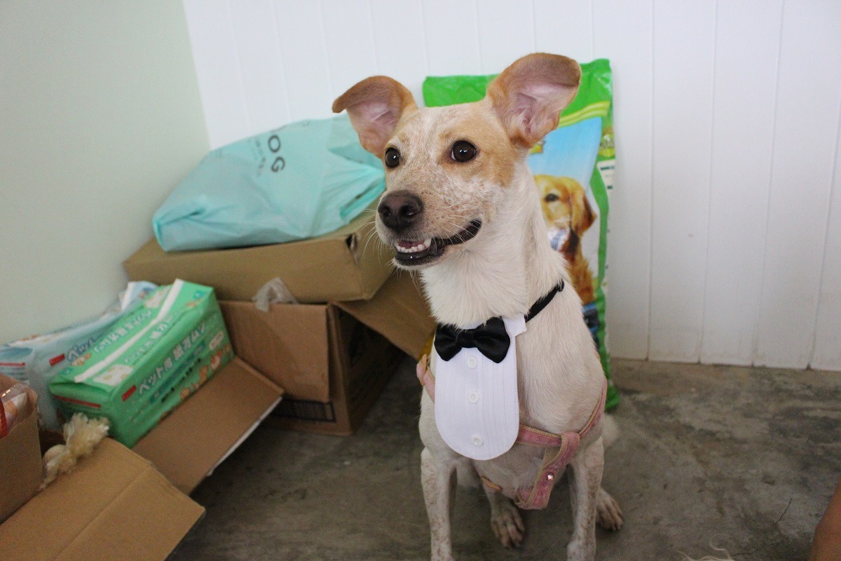 班班不是店狗，是要送養的浪浪唷！乖巧的班班正在等待一個溫暖的家。　李娉婷/攝