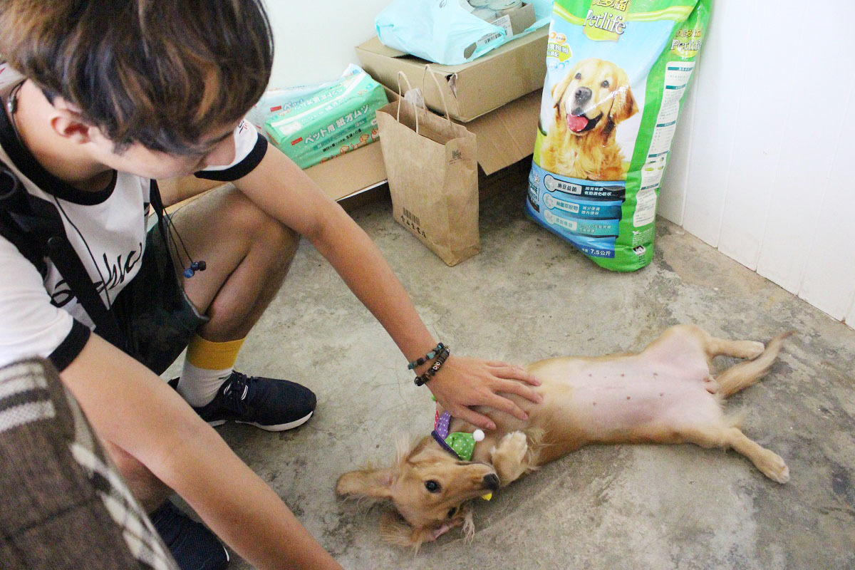 店長「Candy」在門口迎客，Candy是「浪浪別哭」鄰居的狗兒，怕寂寞的牠總是在爸爸出門上班後開始哀號，於是「浪浪別哭」請牠來當店長！　李娉婷/攝