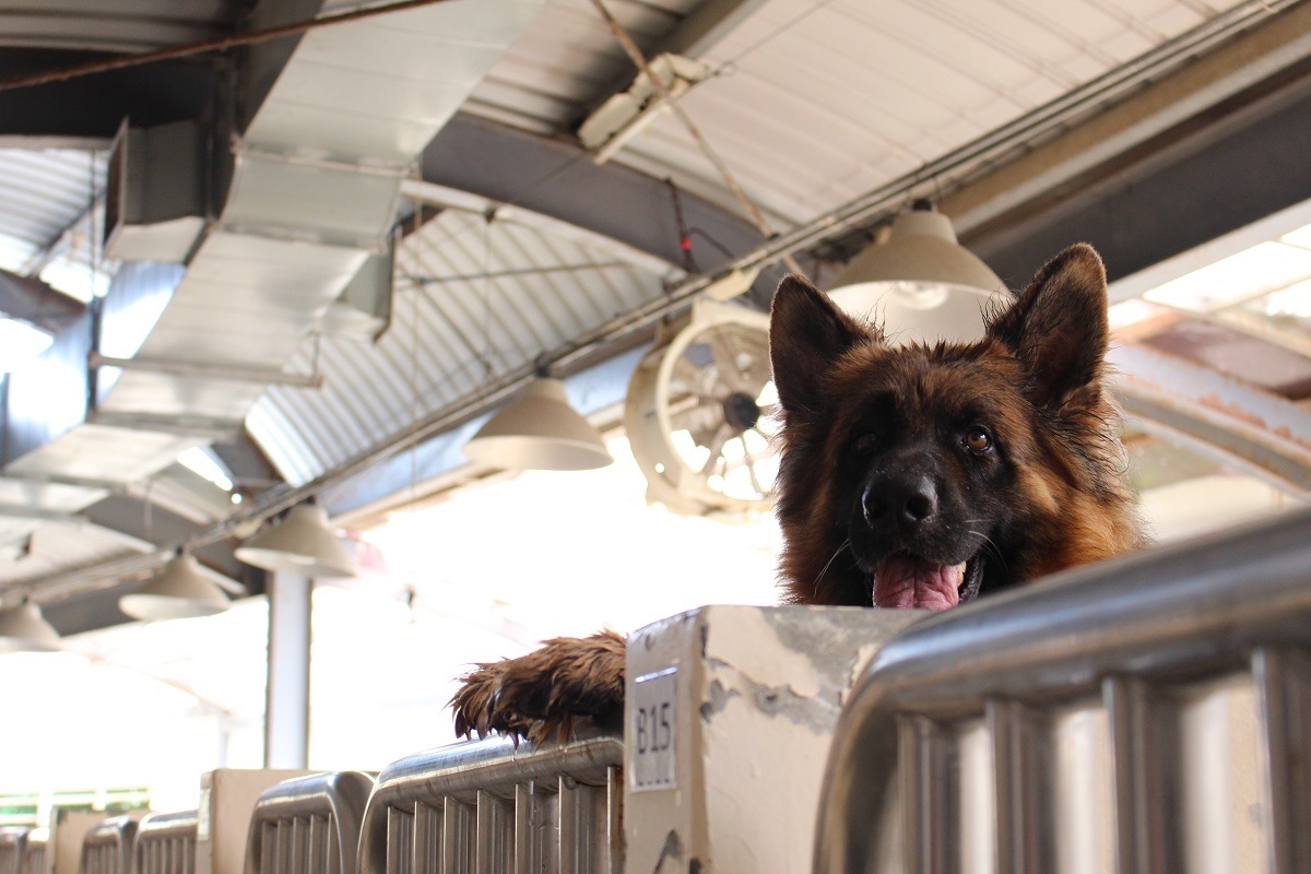 除了重病動物外，桃園市動物保護教育園區(新屋收容所)所有入所動物都會施打疫苗。　台灣動物新聞網資料照(何宜/攝)