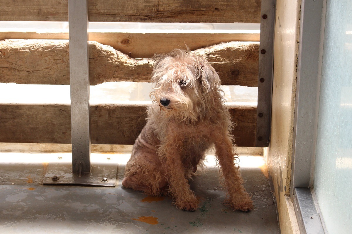 立法委員蔡培慧針對非法繁殖場的查緝給予建議。圖為2014年時被查獲「以合法掩護非法」的嘉嘉犬舍沒入犬。　台灣動物新聞網資料照(何宜/攝)