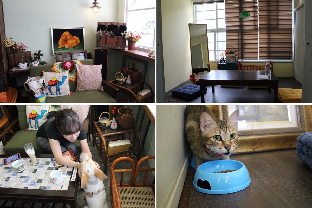 浪浪與認養人能在舒適的空間中互動。　李娉婷/攝