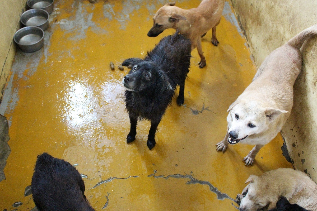 新屋收容所將原地重建，擴大收容。　台灣動物新聞網資料照(何宜/攝)