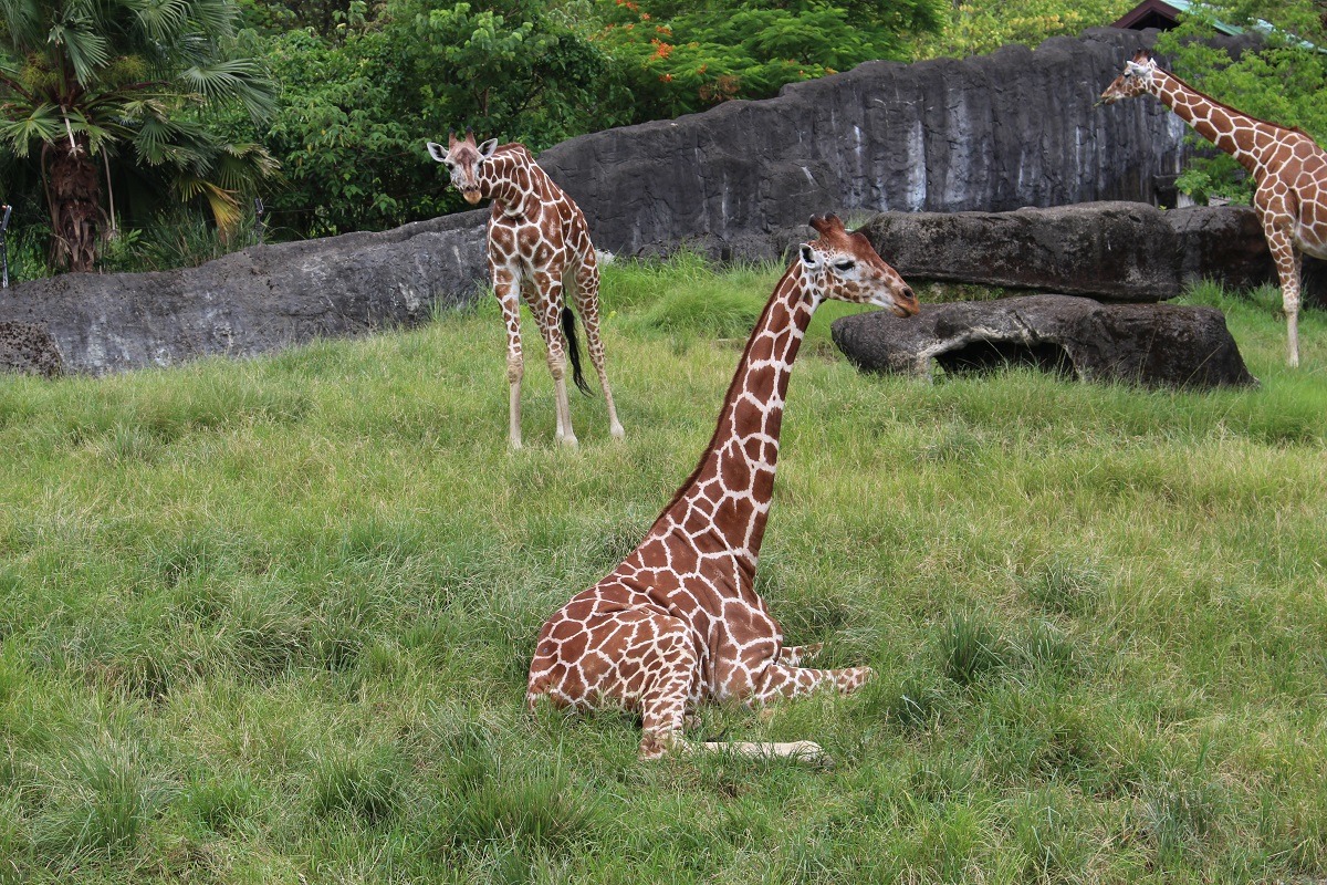 講到動物園裡會有的動物,長頸鹿在許多人的答案中。 台灣動物新聞網資料照(何宜/攝)