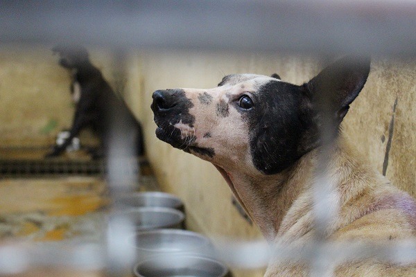 志工表示,新屋收容所中有5成是棄犬。 台灣動物新聞網資料照(何宜/攝)