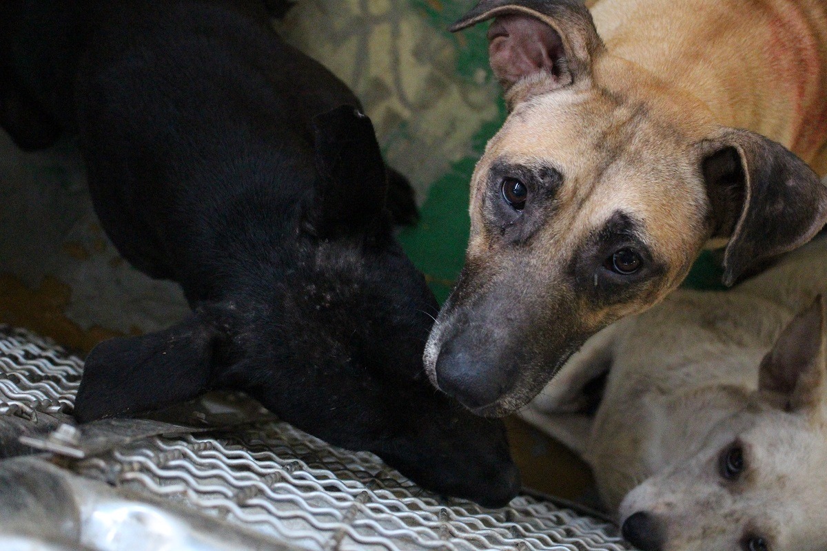 絕育率達一定標準,公立收容所才可能達到零安樂死。 何宜/攝