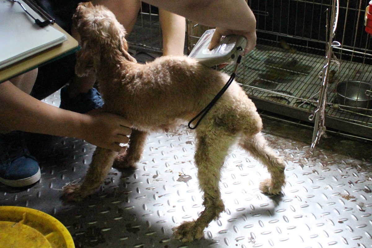 《動物保護法》規定，飼主應為飼養犬隻施打晶片、進行寵物登記，此外，並須為犬隻絕育。　台灣動物新聞網資料照(李娉婷/攝)