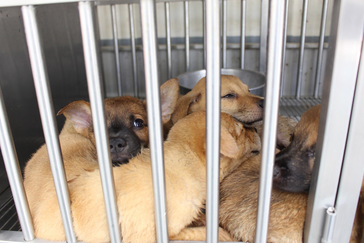 新屋收容所的動物入所來源有大量是民眾棄養。　台灣動物新聞網資料照(何宜/攝)