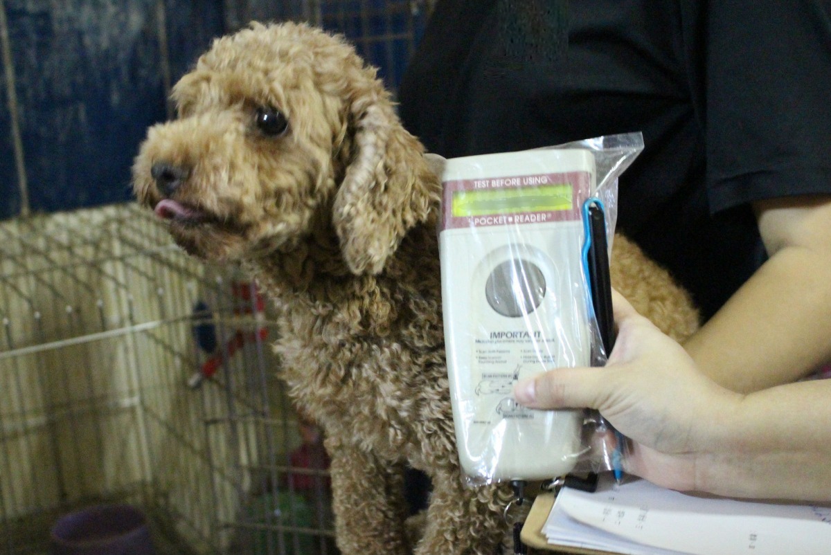 目前的動保法規定，對於未寵登飼主要先經過勸導才能開罰。　李娉婷/攝