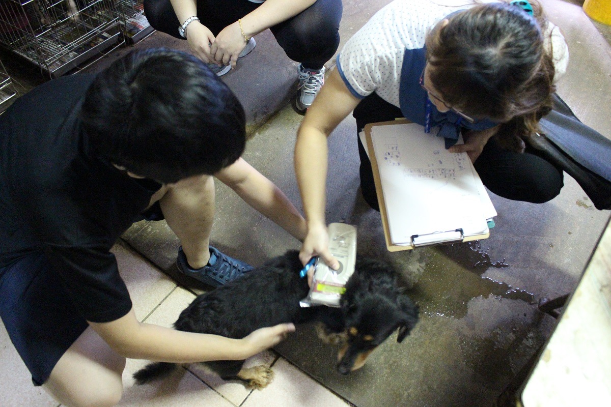 動保員前往民眾檢舉的店家稽查。　台灣動物新聞網資料照(李娉婷/攝)