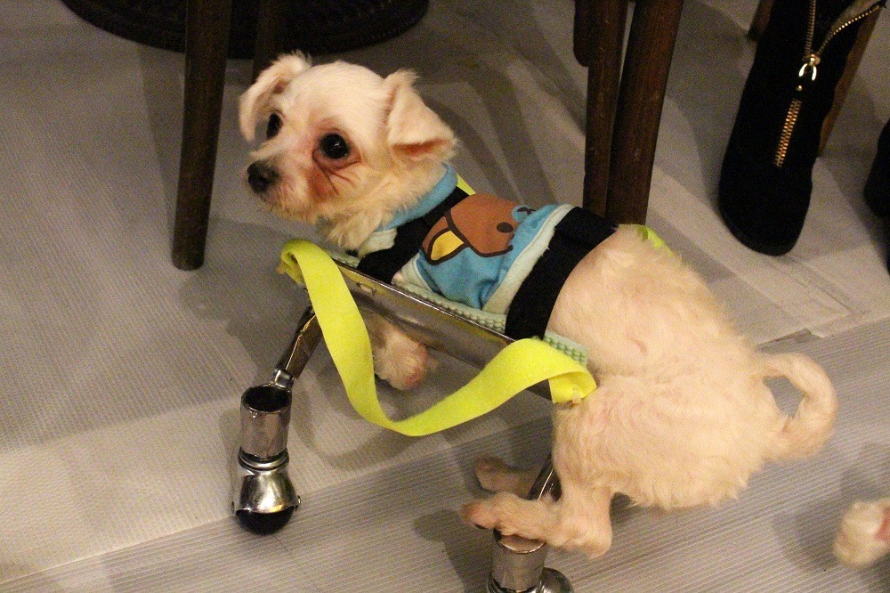 Ella一出生就沒有前腳，也不太會使用後腳，剛坐上輪椅的牠還在學習靠自己移動。　李娉婷/攝