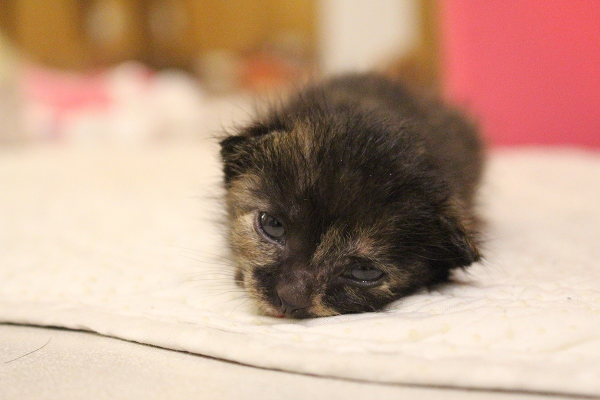 年幼動物沒有自主生存能力，需要定期人工餵食。　台灣動物新聞網資料照(何宜/攝)