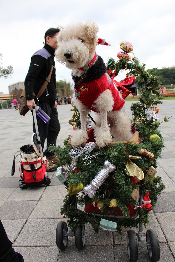 剛毛獵狐梗喜多昨晚臨時決定參賽，大家趕緊拆了家裡的聖誕樹裝飾推車！　李娉婷/攝