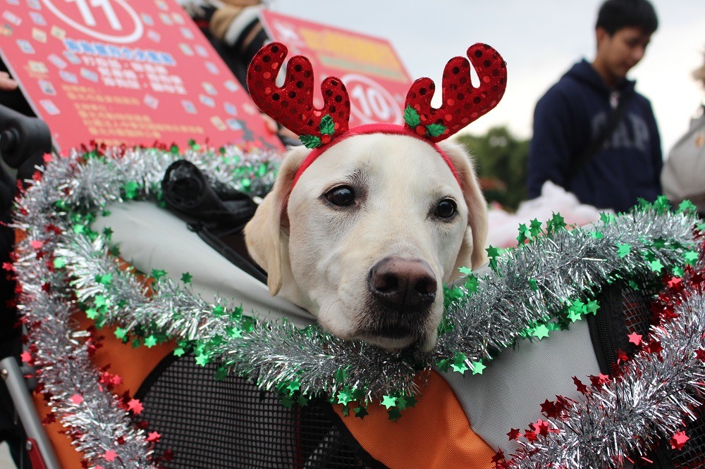 Noah雖然沒有得獎，但牠是今天的榮譽參賽者！Noah 7歲時因為罕見疾病「乳糜胸」提早從導盲犬崗位退休，一般導盲犬的退休年齡是10歲。　李娉婷/攝