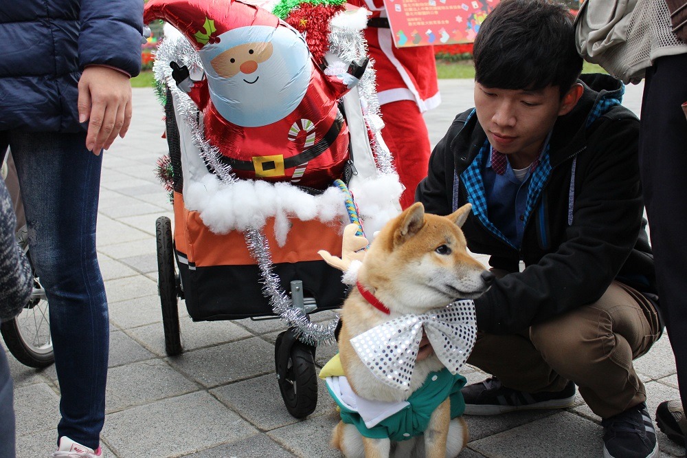 另一隻「麋鹿」哈魯也得到最佳造型，哈魯看起來也不想拉雪橇呢。　李娉婷/攝