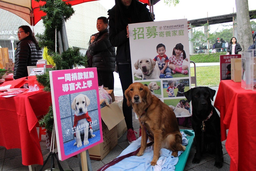 惠光導盲犬教育基金會明年預計會有12隻導盲犬幼幼加入訓練，正在招募寄養家庭。　李娉婷/攝