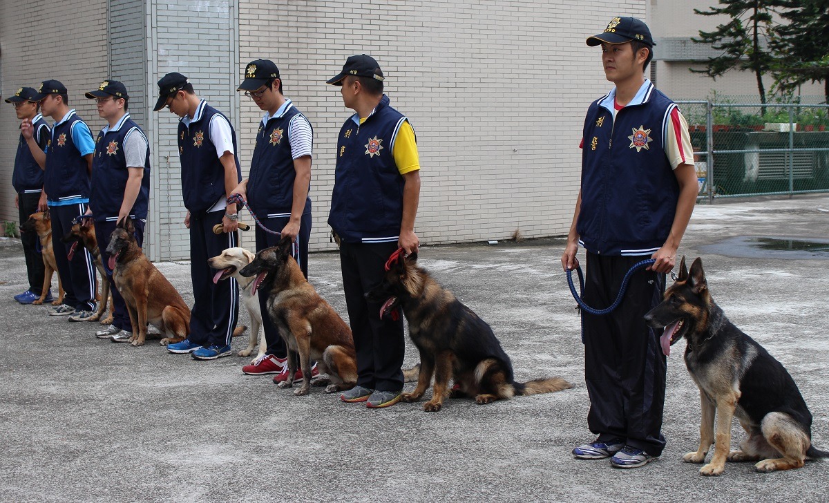 將來執勤犬每周工作時間不得超過40小時、每次執勤不得連續超過4小時。　李娉婷/攝