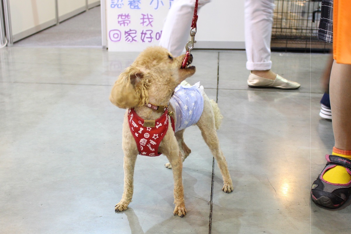 帶狗狗參觀寵物展，要注重禮節哦，台灣動物新聞網展位提供禮貌帶，分男生女生款式，可以防止狗狗隨地做記號，現場免費贈送。　台灣動物新聞網資料照(何宜/攝)