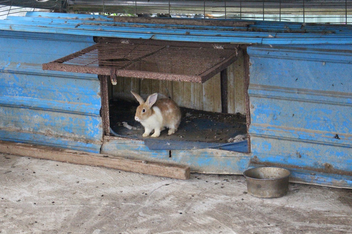 兔子在現代可能同時具有同伴動物、展示動物、經濟動物、實驗動物等身份，因此動保團體認為法條應以對動物做的「行為」去定義。　台灣動物新聞網資料照(李娉婷/攝)