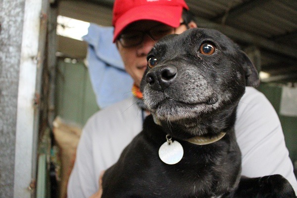 喜好逗弄其他的狗的6歲桔子糖也住在老犬照護區。　李娉婷/攝