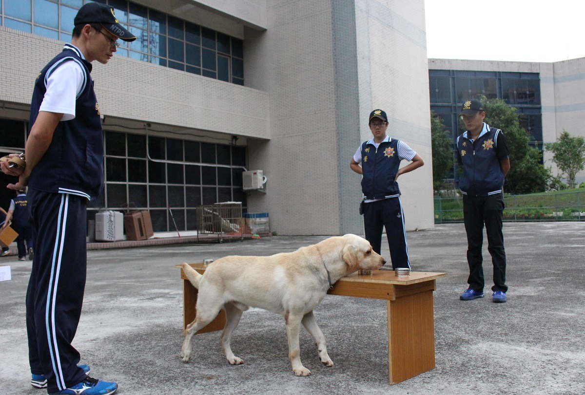 警犬每天訓練2次,每次至多2小時,並視天氣狀況縮短時間。 李娉婷/攝