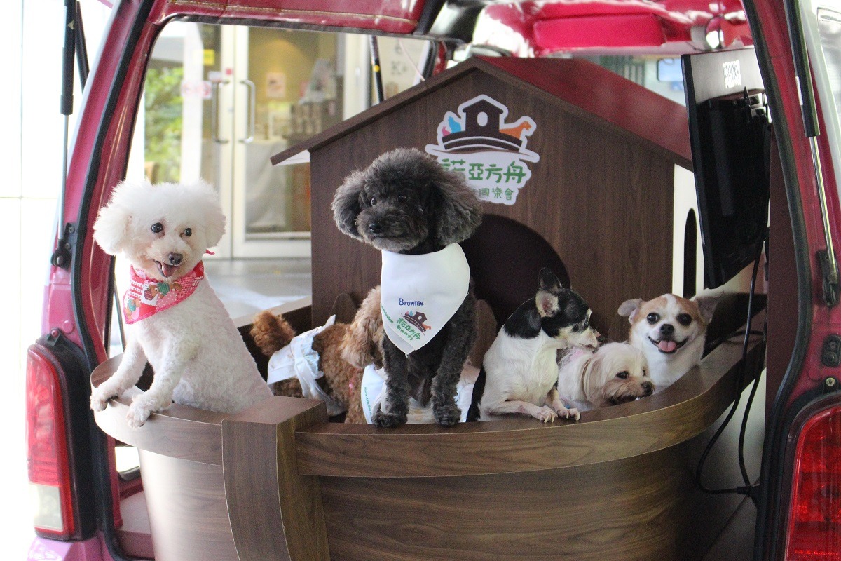 除了進行教育宣導外，「關懷方舟巴士」也會帶著協會中途的狗兒們，讓民眾知道照顧老病殘寵物並不可怕，而這些狗兒也都開放送養喔！　李娉婷/攝