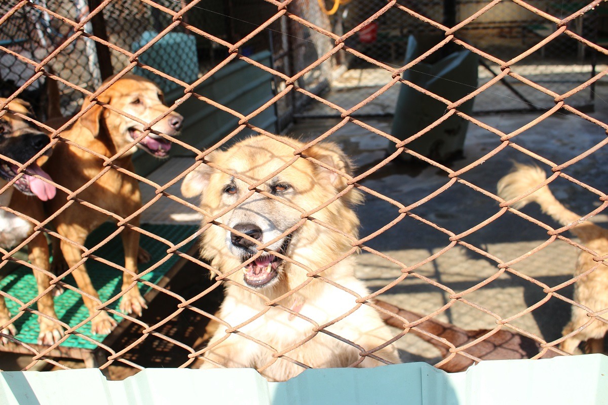 台灣想效法國外實施收容所民營化，高雄首先啟動計畫，但在嚴苛的大環境下，目前尚未有動保團體表示願意接手。　台灣動物新聞網資料照(李娉婷/攝)