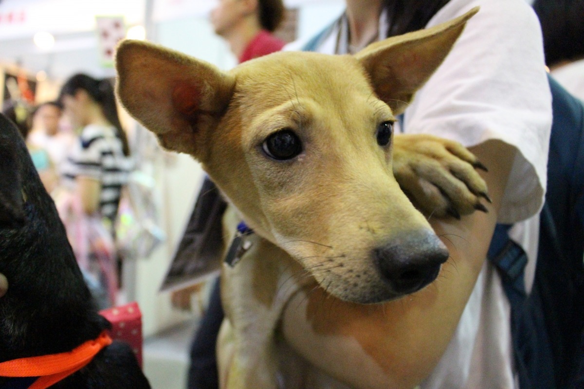 一年一度的台北寵物用品展到來,今年有什麼新鮮事? 江幸芸/攝
