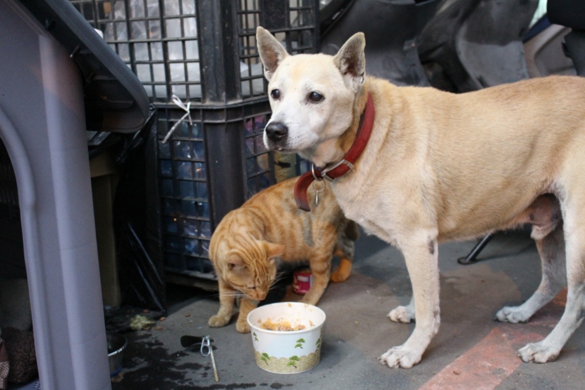 小黃和小花感情好，待小黃度過難關，蔡小姐考慮送養兩兄弟。  何宜/攝