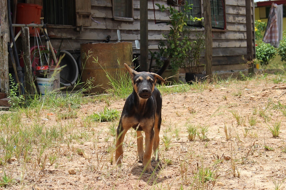 彰化縣放養犬多、常見遊蕩犬隻，近來沒有觀察到流浪狗數量有太大變化(示意圖)　李娉婷/攝