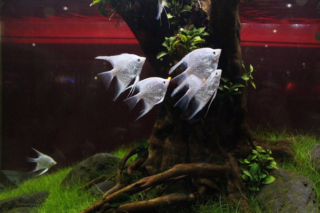 世界動物衛生組織(OIE)在2008年訂定「水生動物健康法典(Aquatic Animal Health Code)」,台灣身為會員國,國內卻沒有相關標準。 台灣動物新聞網資料照(李娉婷/攝)