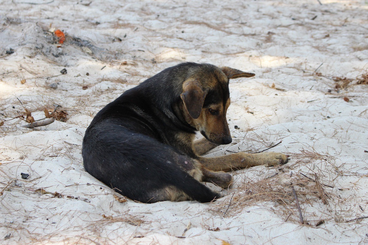 虐待動物案的判決結果往往不盡人意，問題出在哪？(示意圖)　李娉婷/攝