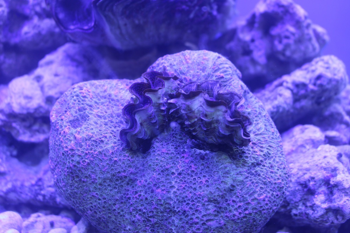 研究單位使用澎湖種硨磲貝進行人工繁殖，成功培育出「七彩巨型硨磲貝」，技術可用於野外族群的復育並供應食用需求。　李娉婷/攝