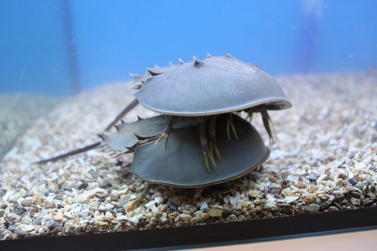 「觀賞水族」不只涵蓋魚類,還包含了部分兩生類動物、爬行動物、軟體動物等,圖為人工復育的鱟。 台灣動物新聞網資料照(李娉婷/攝)