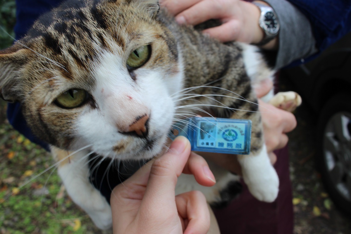 除了打晶片做寵登、管理員謝明峰還幫小流氓做了吊牌防走失，模仿基隆市動物保護防疫所服務證製作，相當逗趣。　李娉婷/攝