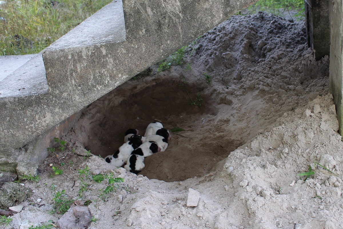 若在外看到落單的幼犬，先別急著帶走牠們，狗媽媽可能只是出去覓食了！ 台灣動物新聞網資料照(李娉婷/攝)