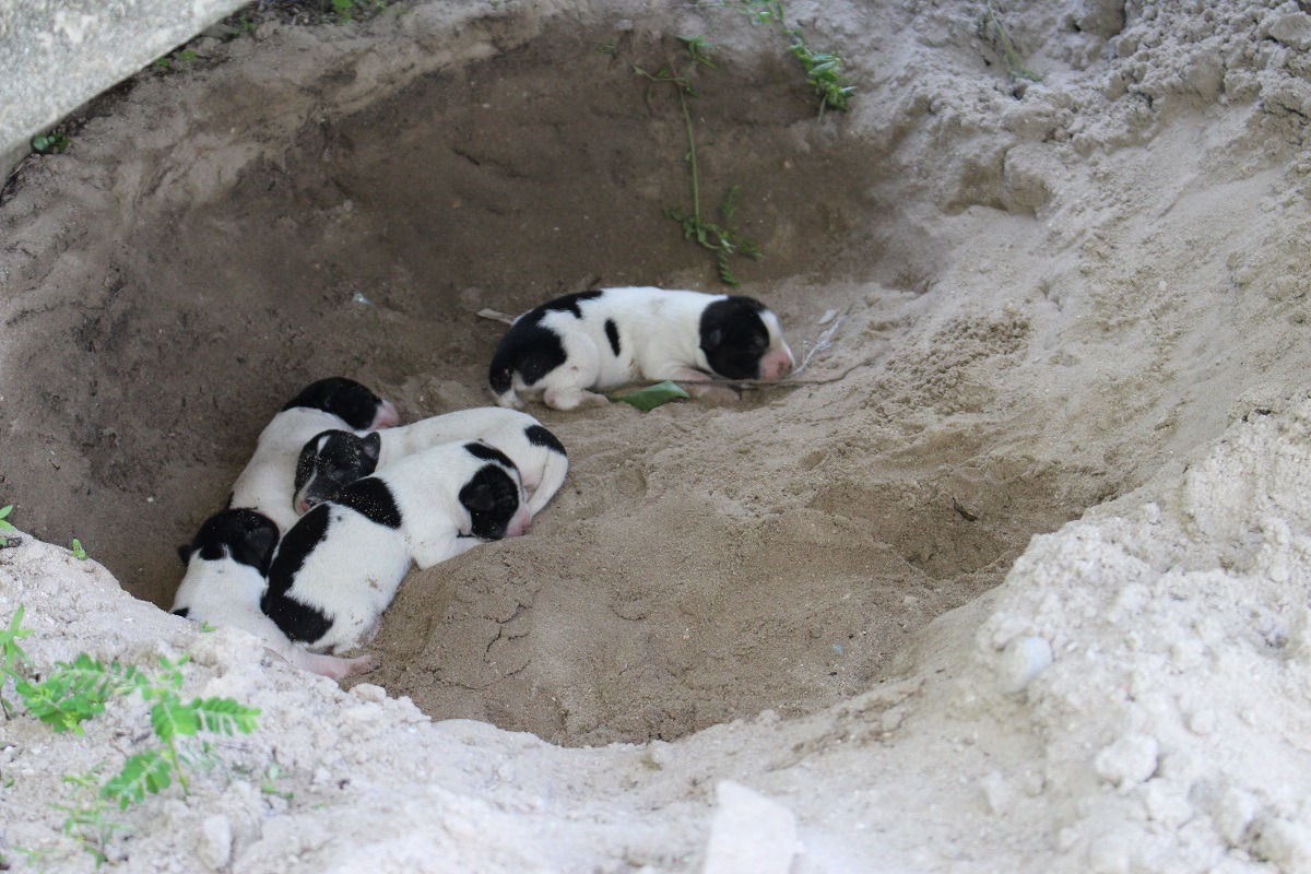 為了避免動物再繁殖,造成流浪動物增加的風險,不少人認為動物應該要施以絕育手術後才能被領養。 李娉婷/攝