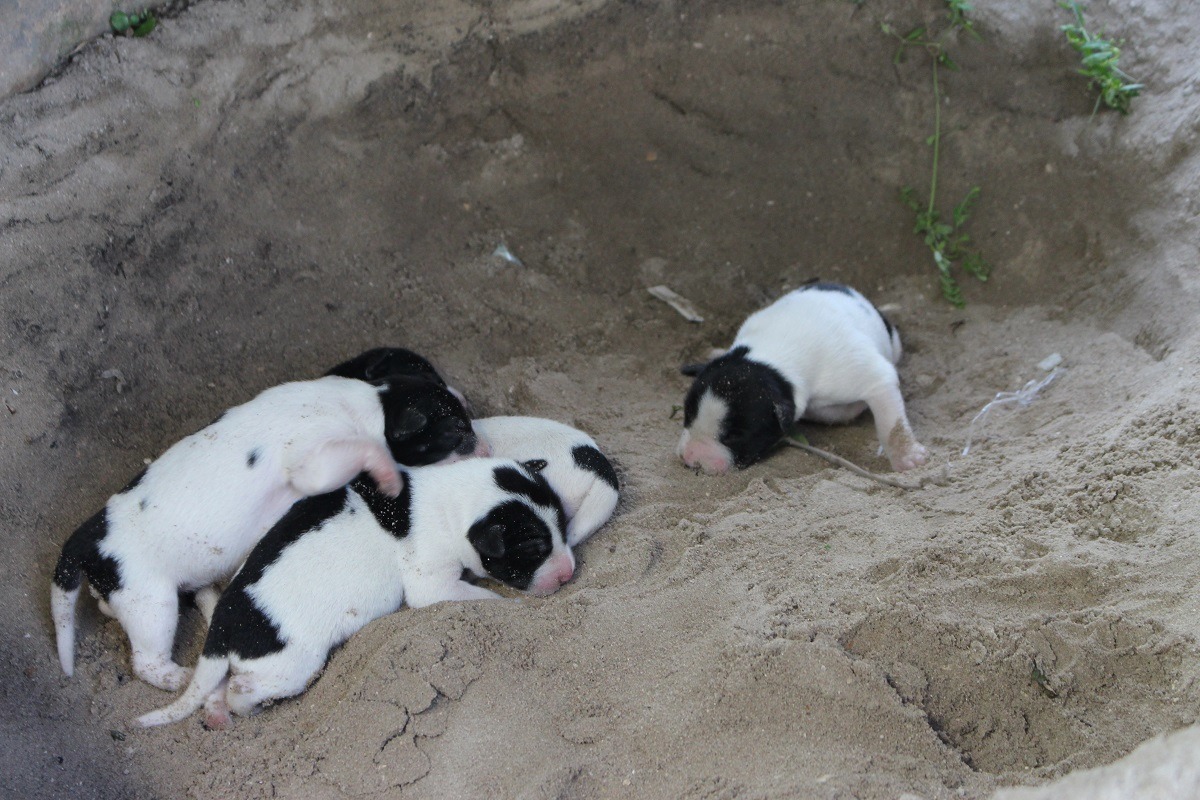 放養家犬未絕育為流浪動物來源大宗。 李娉婷/攝