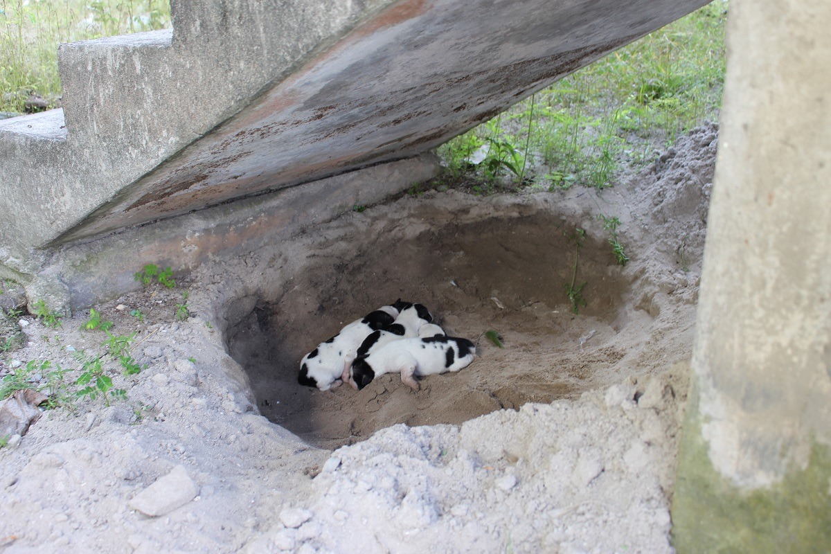 為了杜絕流浪狗來源，新版動保法要求飼主為家犬絕育。　李娉婷/攝