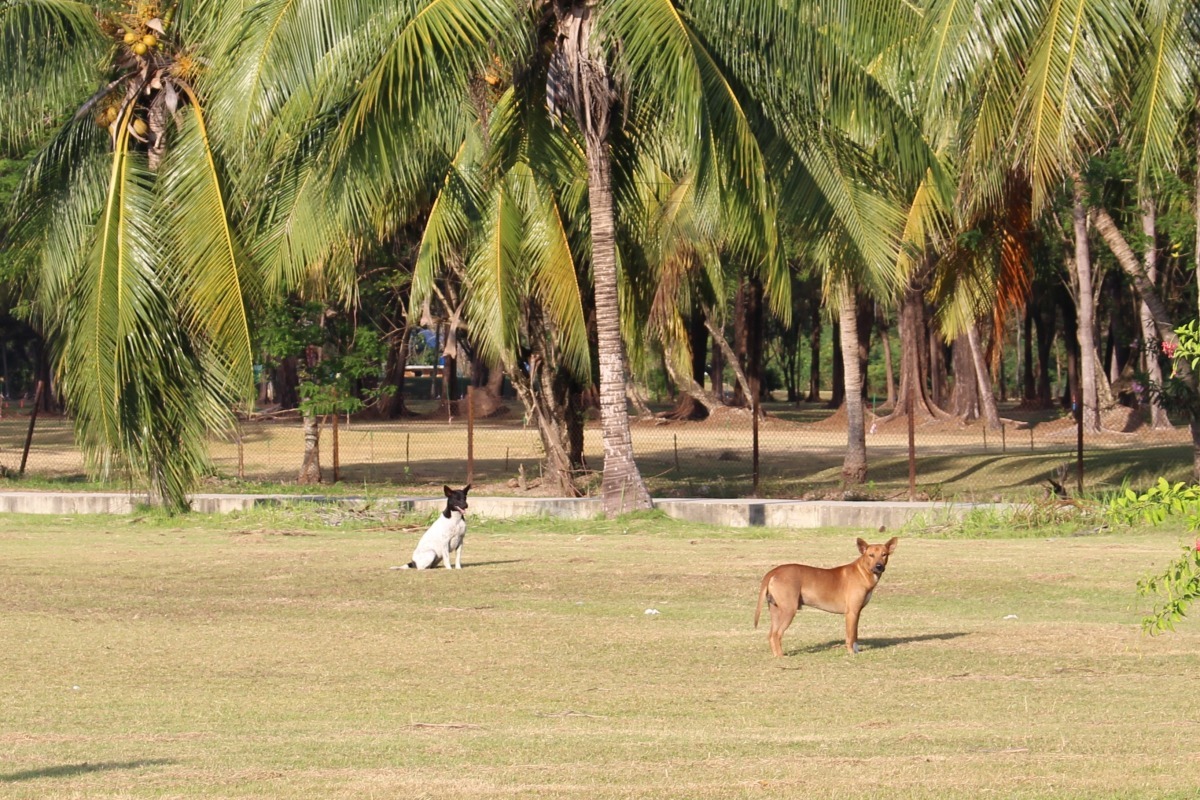 當浪犬定格看著你時，其實是在告訴你：不要再靠近了！ 李娉婷/攝